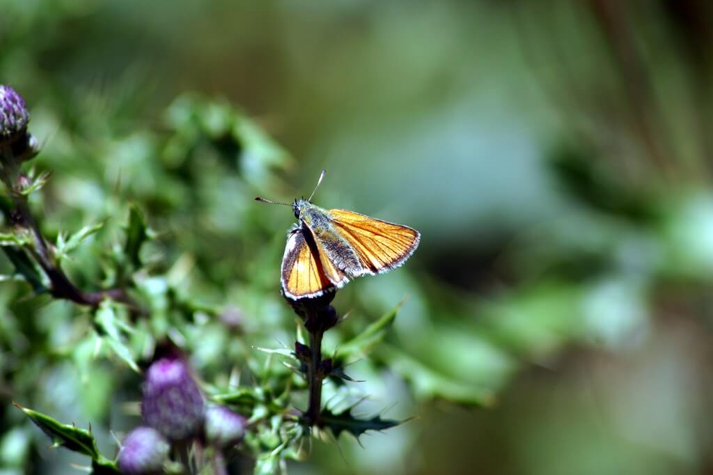 Creuse-Nature-vlinder
